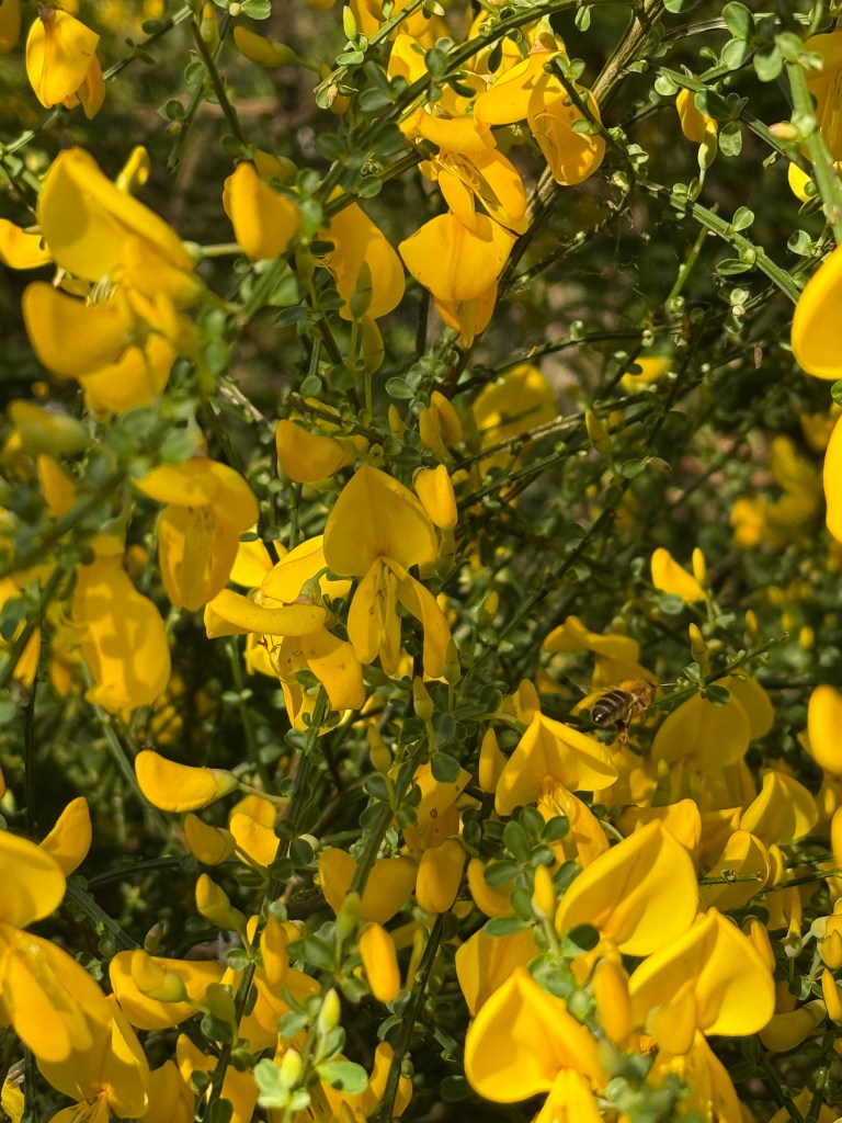 Broom flowers in May in the South East of England. These brooms were full of bees in the early evening sunlight.