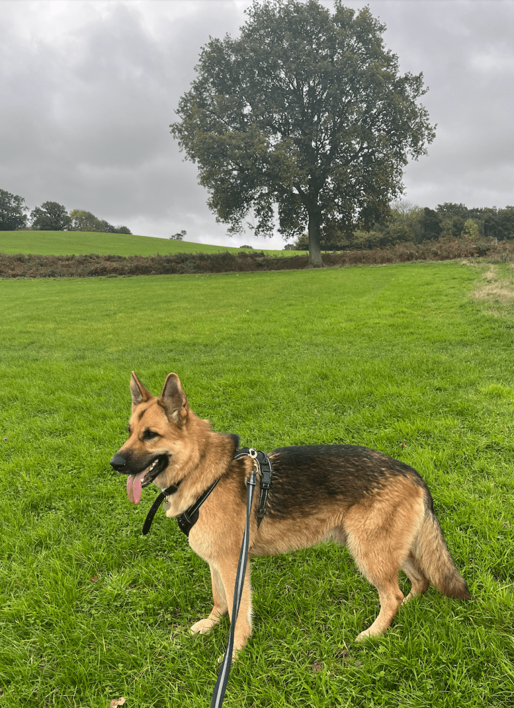 Ted - my beloved German Shepherd